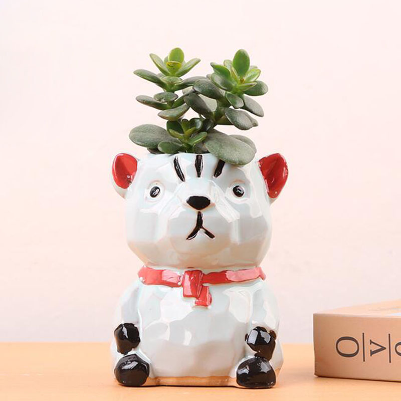 Creativo cartone animato anima - Bonsai Garden Europe recensione e prezzo