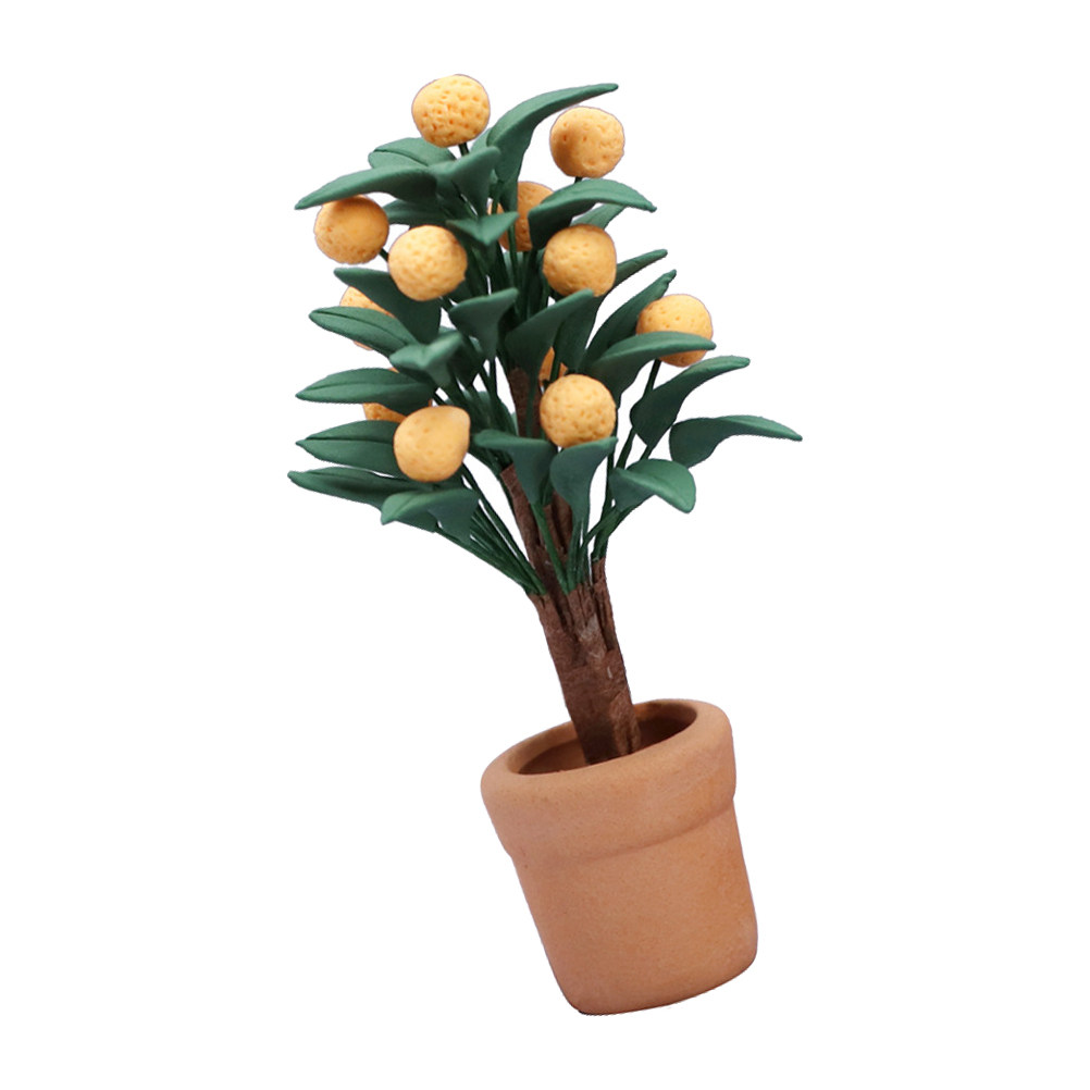 Albero di Kumquat in Miniatura - Bonsai Garden Europe recensione e prezzo