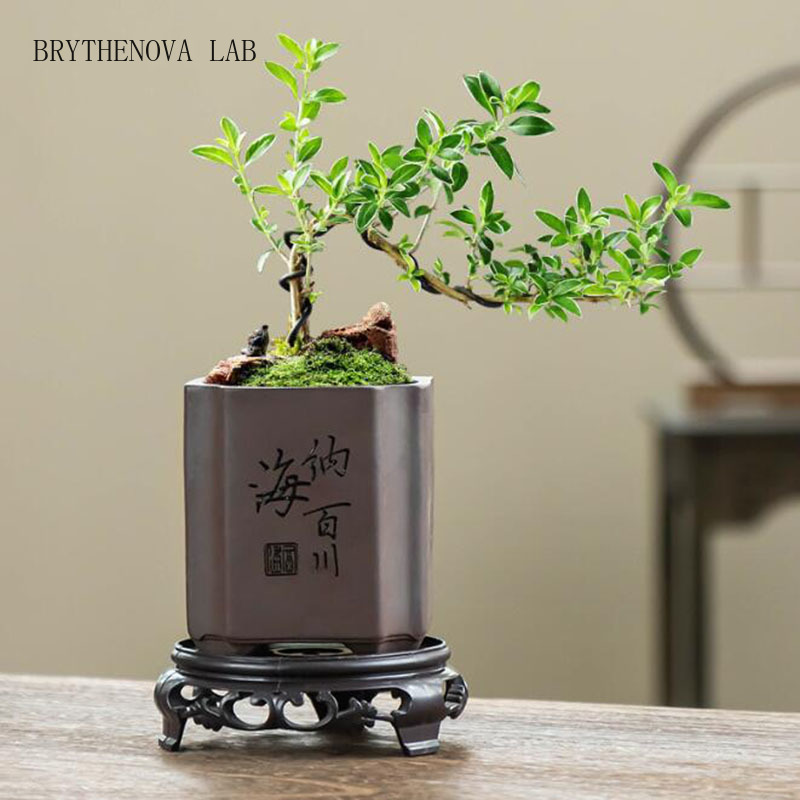 Vaso per Bonsai in Argilla Vio - Bonsai Garden Europe recensione e prezzo