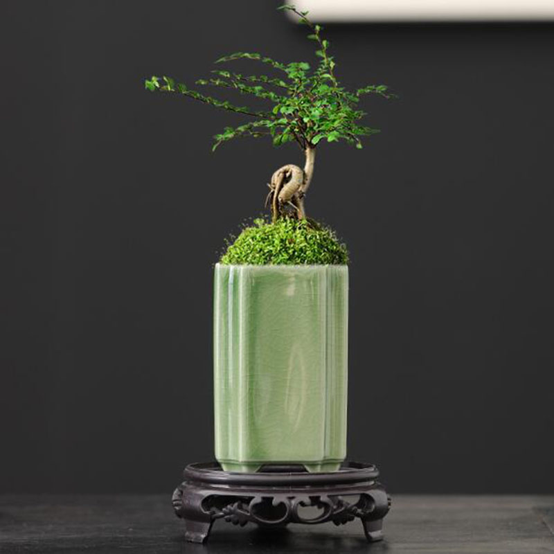 Porcellana quadrata Celadon sm - Bonsai Garden Europe recensione e prezzo