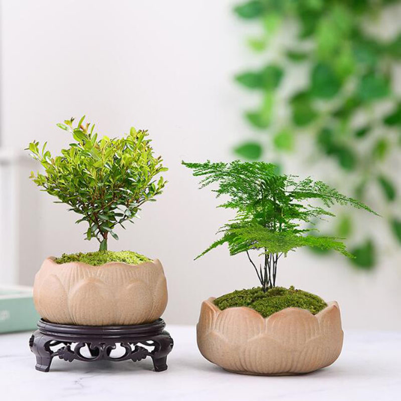 Vaso per piante verde loto in  - Bonsai Garden Europe recensione e prezzo