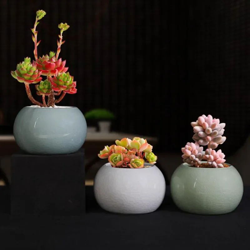 Vaso per Piante Asparagus Fern - Bonsai Garden Europe recensione e prezzo