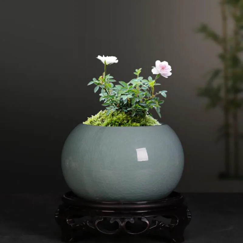 Vaso per Piante Asparagus Fern - Bonsai Garden Europe recensione e prezzo