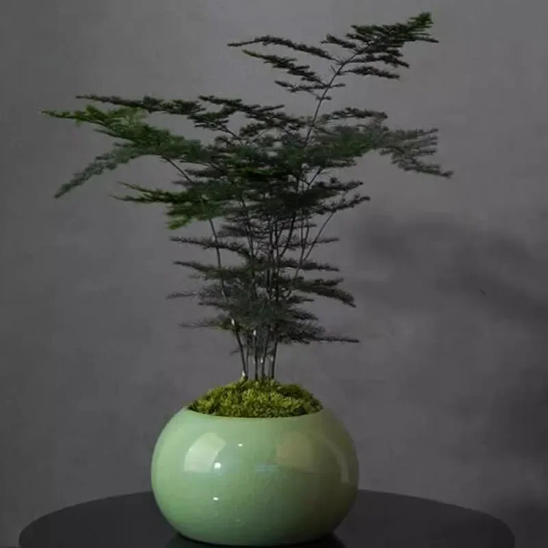 Vaso per Piante Asparagus Fern - Bonsai Garden Europe recensione e prezzo