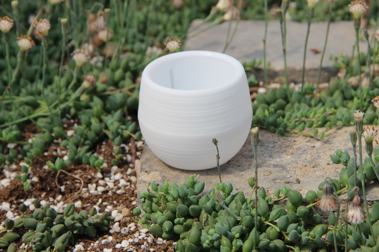 Mini vasi da fiori in plastica - Bonsai Garden Europe recensione e prezzo