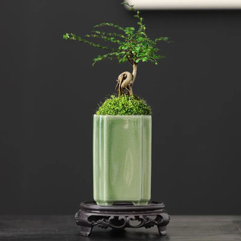 Vaso per Orchidee in Porcellan - Bonsai Garden Europe recensione e prezzo