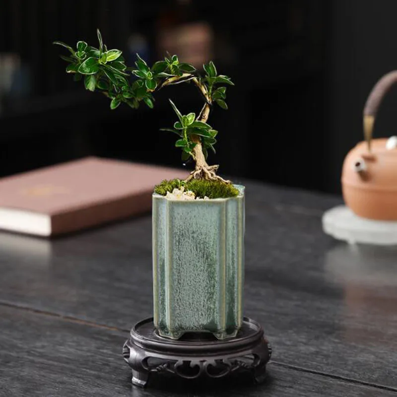 Vaso per Orchidee in Porcellan - Bonsai Garden Europe recensione e prezzo